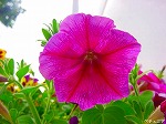 20080602bg011.jpg