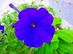 20080602bg012.jpg