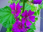 20080602bg015.jpg
