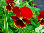 20080602bg016.jpg