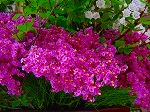20080602bg032.jpg