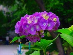 20080602bg035.jpg