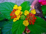 20080602bg049.jpg