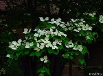 20080602bg056.jpg