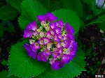 20080602bg063.jpg