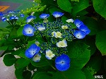 20080602bg064.jpg