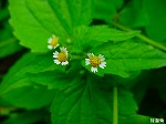 20080602bg074.jpg