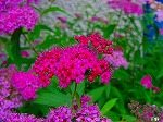 20080602bg075.jpg