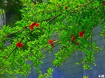 20080604hn001.jpg