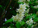 20080604hn006.jpg