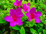 20080604hn009.jpg