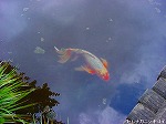 20080604hn015.jpg