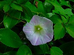 20080604hn043.jpg