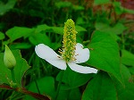 20080604hn047.jpg