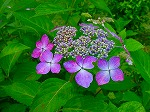 20080604hn062.jpg