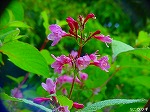 20080604hn066.jpg