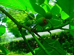 20080604hn070.jpg