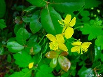 20080604hn076.jpg