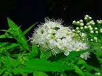 20080604hn080.jpg