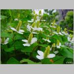 20080605tr011.jpg