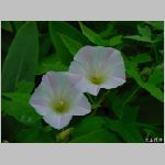 20080605tr021.jpg