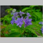 20080605tr023.jpg