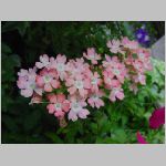 20080606gkd044.jpg