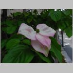20080606gkd048.jpg