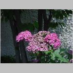 20080606gkd059.jpg