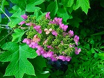 20080724ktn005.jpg