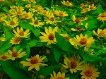 20080724ktn007.jpg