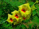 20080724ktn013.jpg