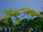 20080724ktn018.jpg