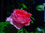 20080724ktn019.jpg