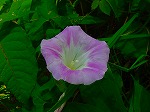 20080724ktn023.jpg