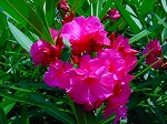 20080724ktn032.jpg