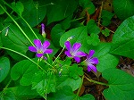 20080724ktn035.jpg