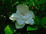 20080724ktn043.jpg