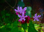 20080724ktn049.jpg