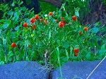 20080724ktn053.jpg