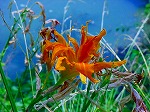 20080724ktn057.jpg
