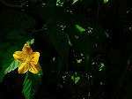 20080724ktn072.jpg