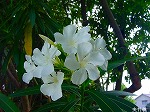 20080802hmg002.jpg