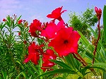 20080802hmg005.jpg