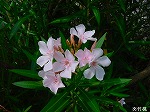 20080802hmg007.jpg