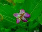 20080802hmg010.jpg