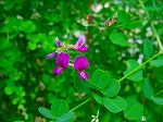 20080802hmg012.jpg