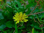 20080802hmg018.jpg
