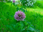 20080802hmg019.jpg