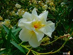 20080802hmg020.jpg